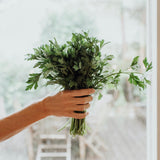 Classic Chicken Broth Cubes